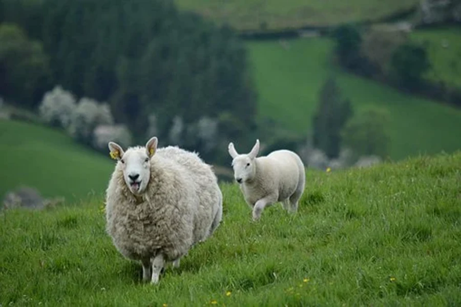 Irlanda Natura (4)