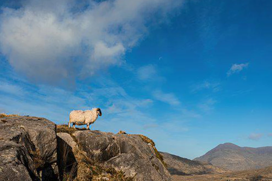 Irlanda Natura