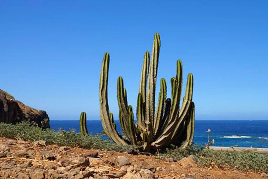 Tenerife Costa (2)