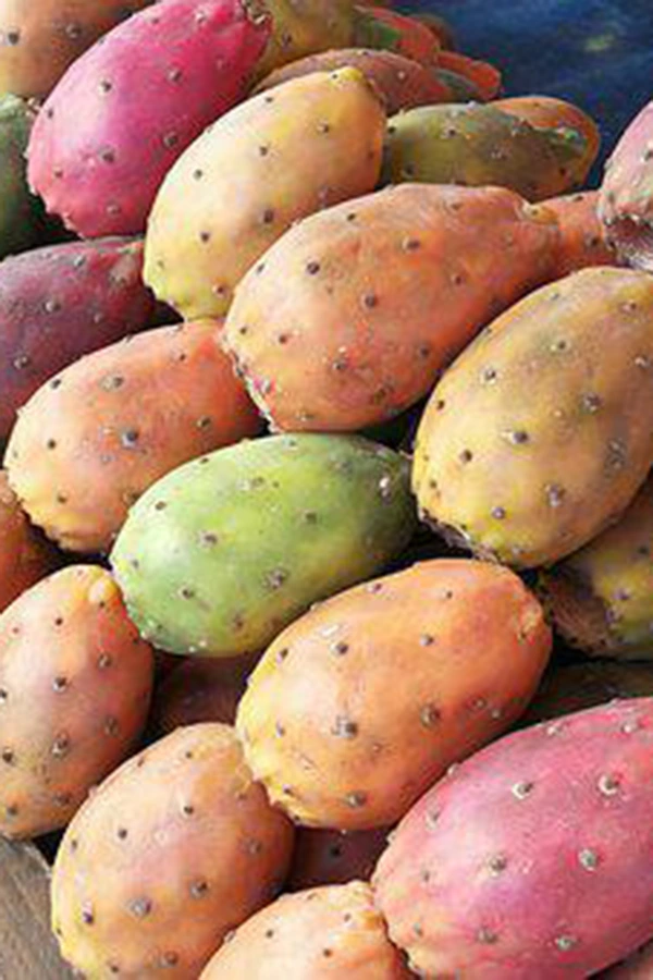 Minitour Sicilia Fichi D'India