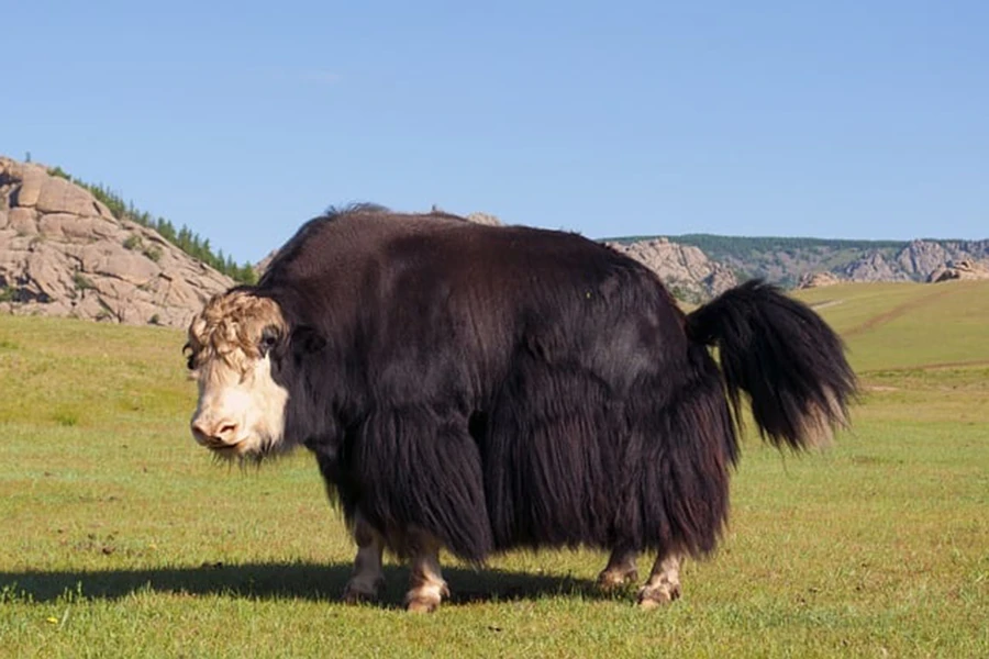 Tour Mongolia yak