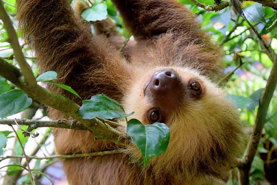 viaggio di nozze in Costa Rica organizzato